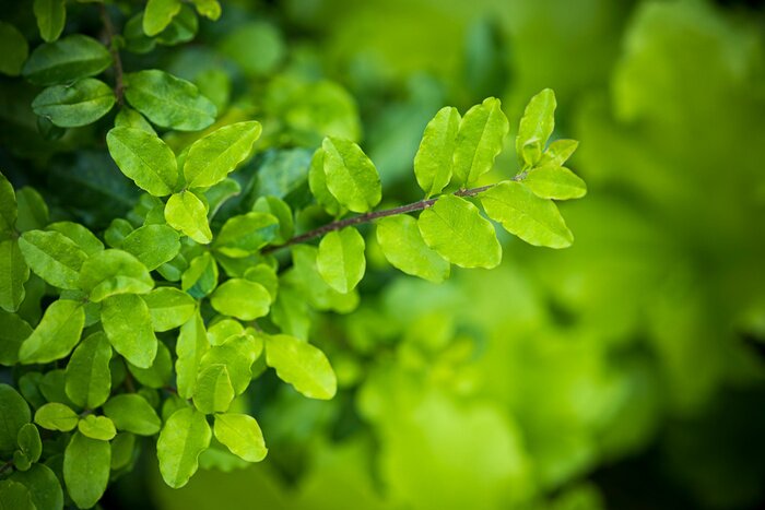 Tableau  Lush green plant at the Flower Dome in Singapore