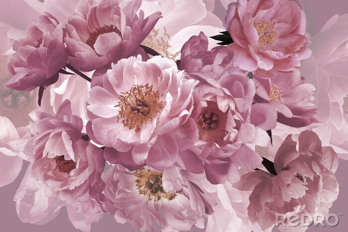 Tableau  Luxury background. Bouquet of pink garden flowers peonies close-up.