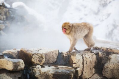 Tableau  Macaque japonais au parc des singes de Jigokudani