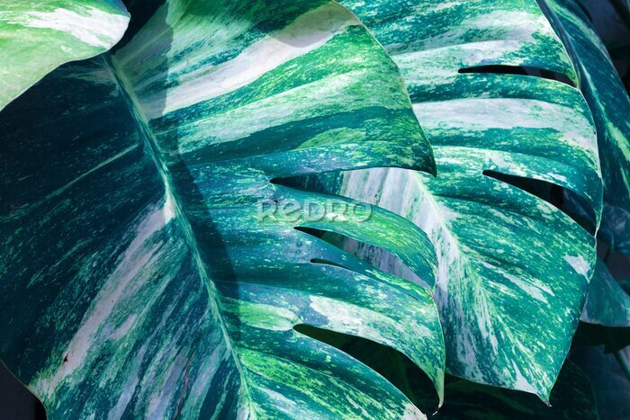 Tableau  Macro de feuilles tropicales