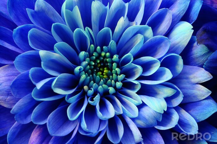 Tableau  Macro de fleur bleue aster