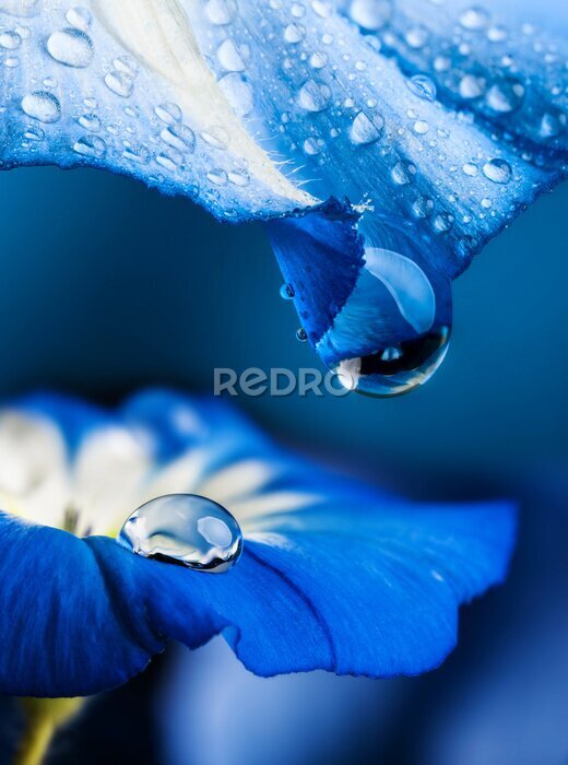 Tableau  Macro de gouttes de rosée sur les fleurs