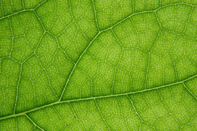 Tableau  Macro shot of green leaf texture
