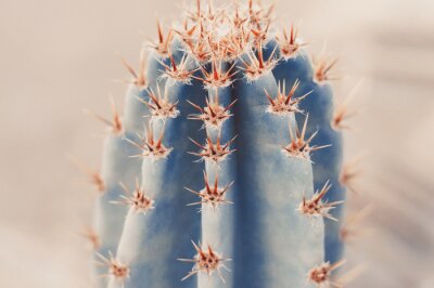 Tableau  Macrophotographie d'un cactus