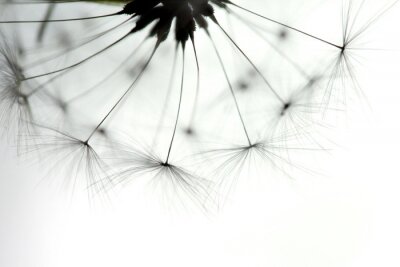 Macrophotographie d'un pissenlit