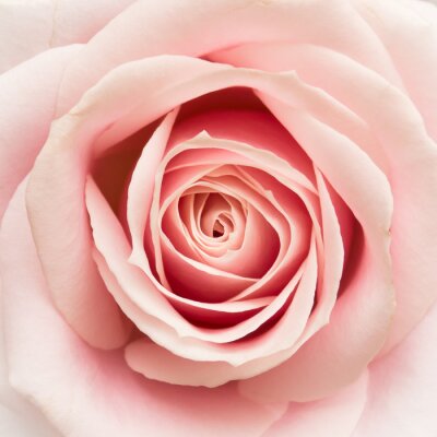 Macrophotographie d'une rose en fleur