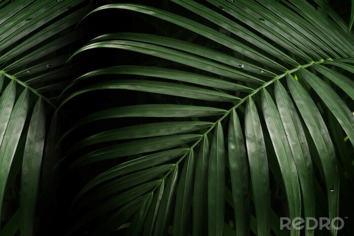 Tableau  Macrophotographie de feuilles de palmier