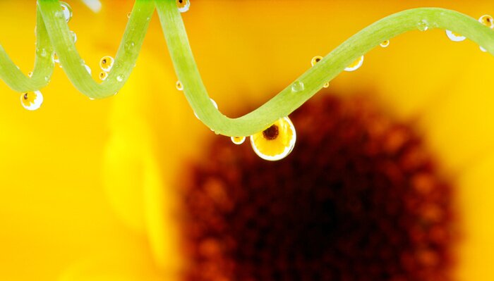 Tableau  Macrophotographie et nature