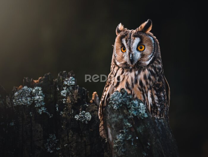 Tableau  Magnifique hibou assis sur un arbre