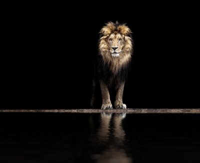 Magnifique lion près d'un point d'eau sur un fond noir.