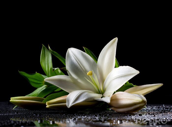 Tableau  Magnifique lys blanc sur fond noir