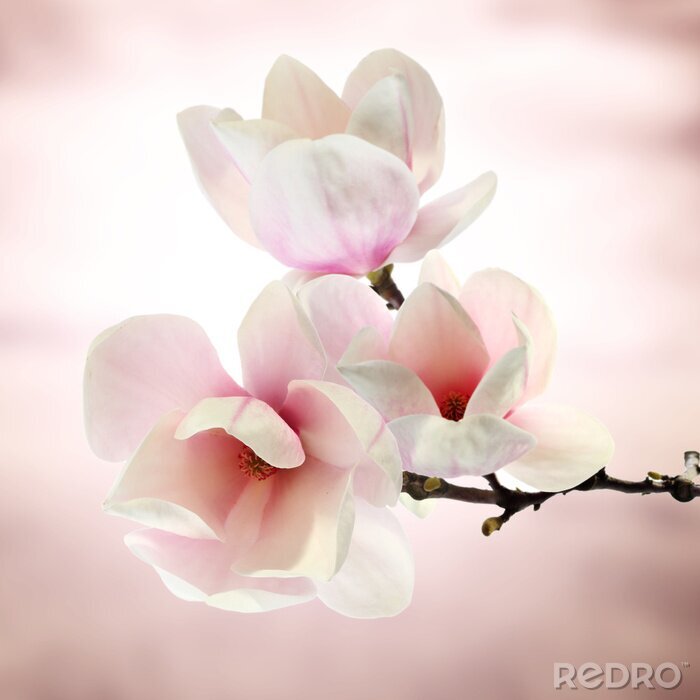 Tableau  magnolia