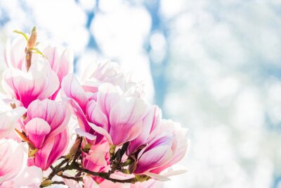 Tableau  magnolia à fleurs roses