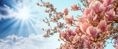 Tableau  Magnolia arbre fleur avec le ciel coloré sur fond