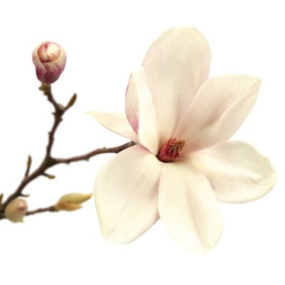 Magnolia crème sur une brindille