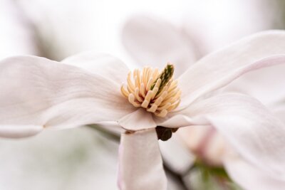 Tableau  Magnolia fleur