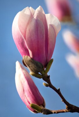 Tableau  Magnolia fleur Close-up