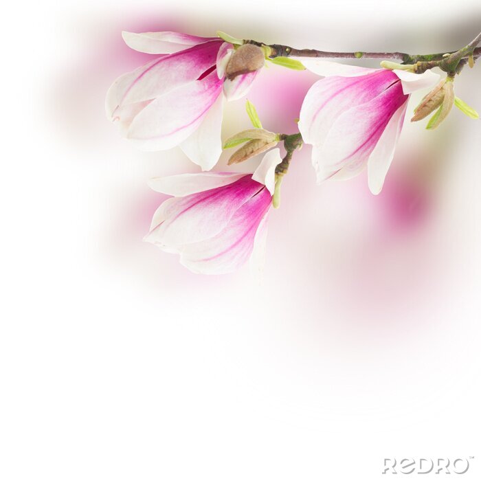 Tableau  magnolia rose des fleurs d'arbres