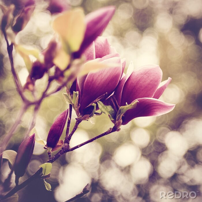 Tableau  Magnolia rose et fond flou