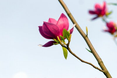 Magnolia rose sur une brindille