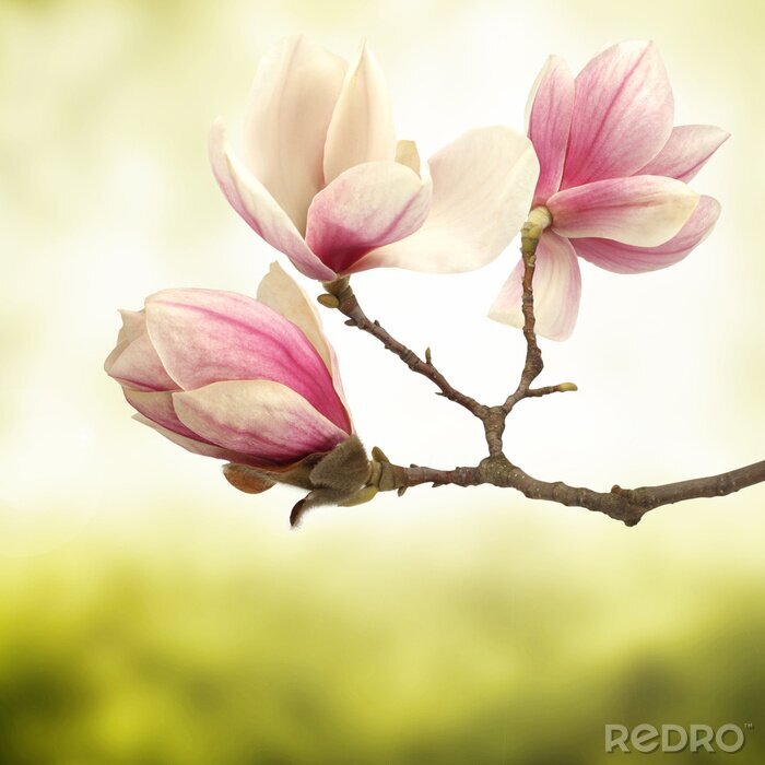 Tableau  Magnolia rose tendance
