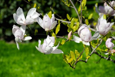 Magnolias blancs dans le jardin