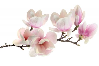 Magnolias couleur fuchsia sur fond blanc
