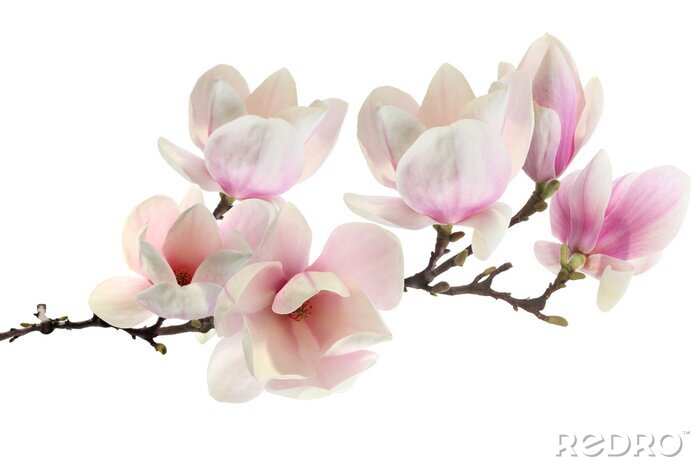 Tableau  Magnolias couleur fuchsia sur fond blanc