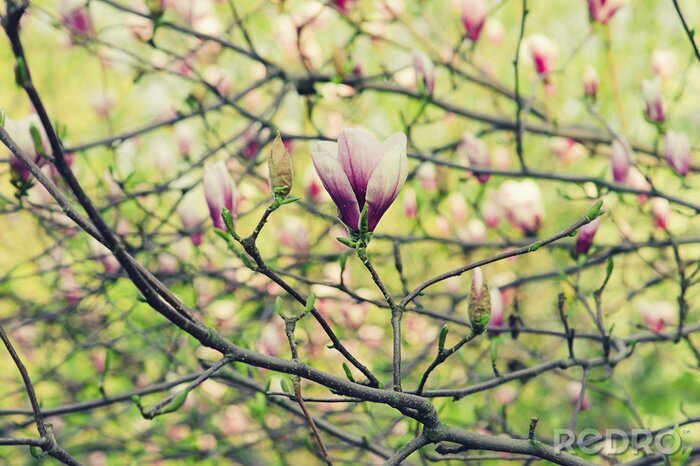 Tableau  Magnolias et verdure