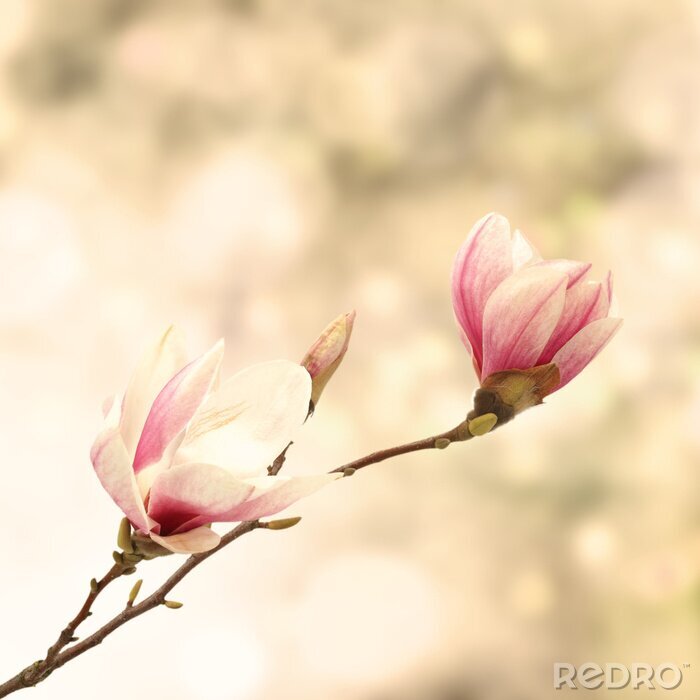 Tableau  Magnolias style vintage