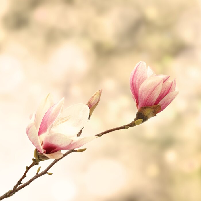 Tableau  Magnolias style vintage