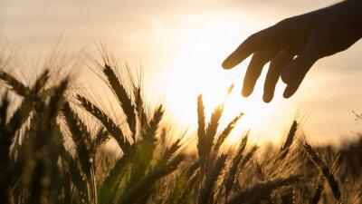 Tableau  Main d'un champ de blé agriculteur de toucher