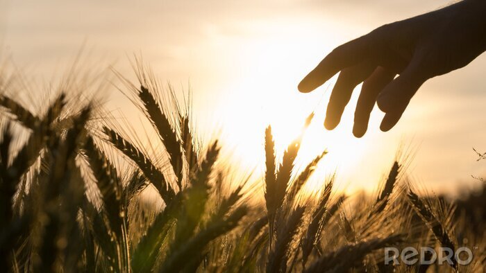 Tableau  Main d'un champ de blé agriculteur de toucher