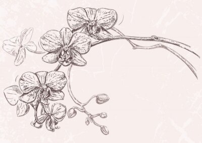 Tableau  Main, dessiné, Illustration, orchidée, fleurs, bourgeons, isolé ...