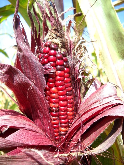 Tableau  Maïs rouge