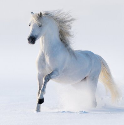 Majestueux cheval blanc