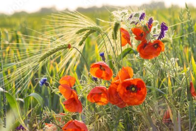 Tableau  Mak polny pośród ziół i zboża
