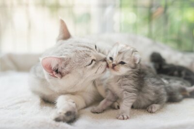 Tableau  Maman et un petit chaton