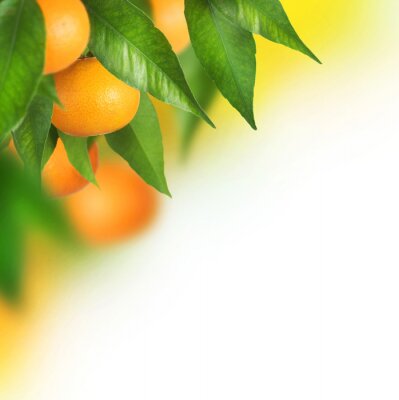 Mandarines mûres de plus en plus. conception de la frontière