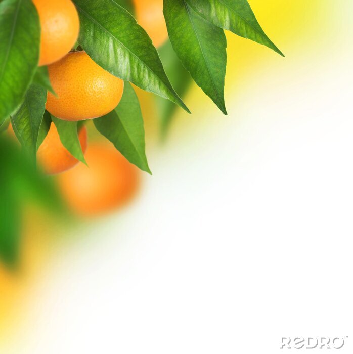 Tableau  Mandarines mûres de plus en plus. conception de la frontière