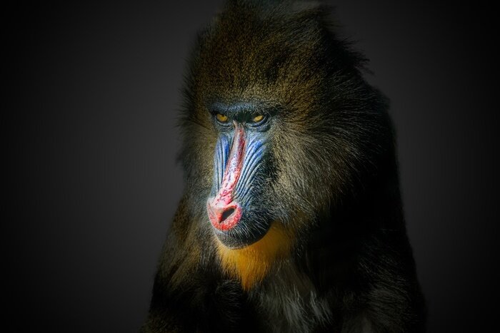 Tableau  Mandrill Singe de couleur sur fond noir