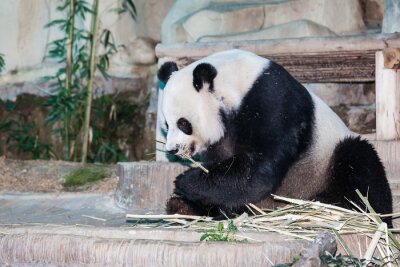 Tableau  Manger du panda