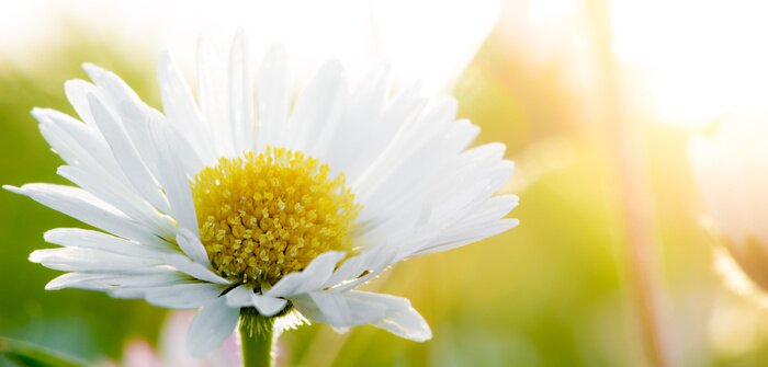 Tableau  Marguerite au coucher du soleil