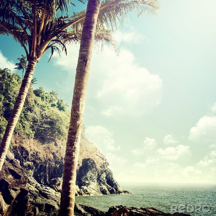 Tableau  Marine nature exotique vintage