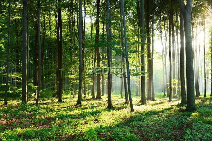 Tableau  Matin dans la forêt