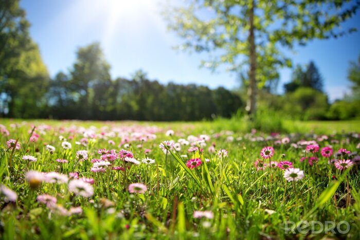 Tableau  Meadow with lots of white and pink spring daisy flowers in sunny day. Nature landscape in estonia in early summer