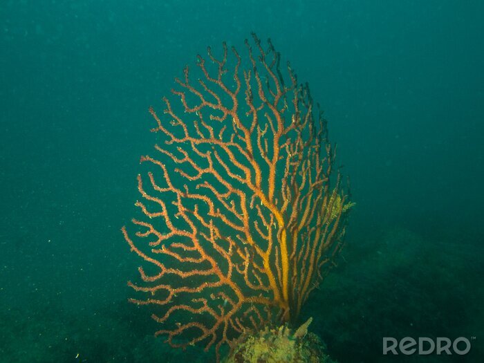 Tableau  Mediterranean coral reef