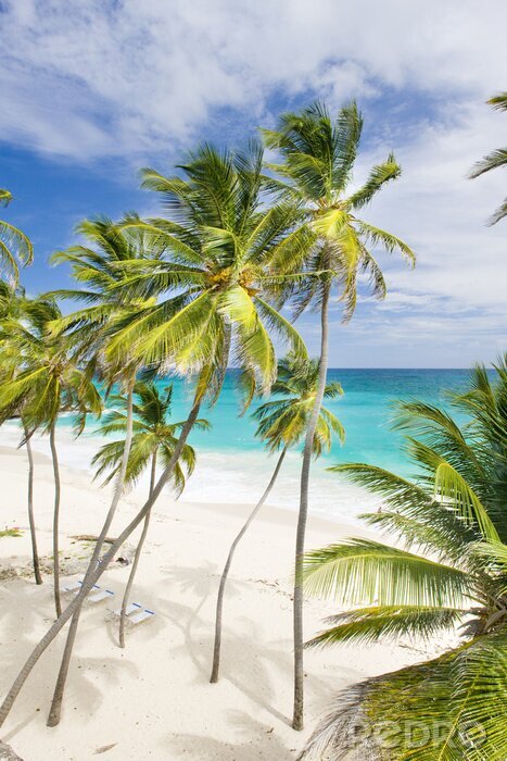 Tableau  Mer et palmiers dans les Caraïbes