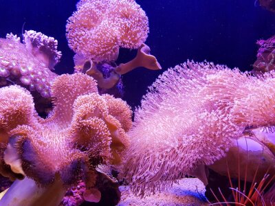 Tableau  Mer sous-marine: fond de récif de corail rose