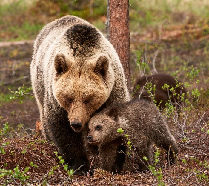 Tableau  Mère, ours, Cub